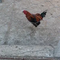 فروش خروس دورگ