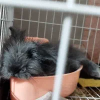 خرگوش لوپ انگلیسی|موش و خرگوش|تکاب, |دیوار