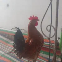 دو عدد خروس گلین