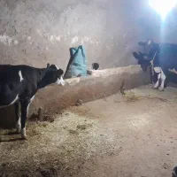 گاو گوساله