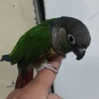 گرینچیک قناری ملنگو مرغ عشق