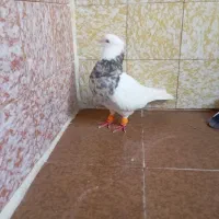 سه عددکبوتر