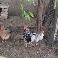 مرغ و خروس فروشی|پرنده|ایذه, |دیوار