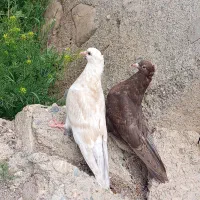 کبوتر