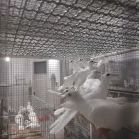 کبوتر خانگی کاکلی|پرنده|اردکان, |دیوار