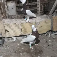 کبوتر طوقی
