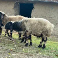 بره قوچی بختیاری ترکمنی|حیوانات مزرعه|گالیکش, |دیوار