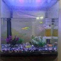 آکواریوم باماهی