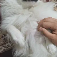 سگ خارجی پا کوتاه