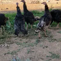 بوقلمون برنز نر