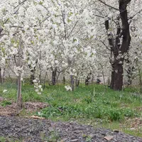 زمین باغی فروشی واقع در روستای مغان1000متر|فروش زمین و ملک کلنگی|مشهد, شهرک بهارستان|دیوار