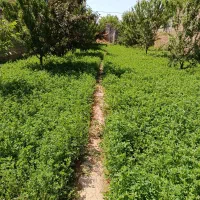 ۳۶۰ متر زمین مسکونی/باغ