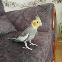 عروس هلندی|پرنده|ملایر, |دیوار