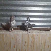 کفتر نر ماده سینه ماش ابرش