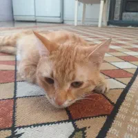 واگذاری گربه تر