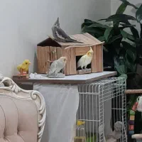 جوجه عروس یکماهه سینامون و گل باقالی دون خور شده