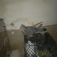 همه روهم یک ملیون|پرنده|دورود, |دیوار