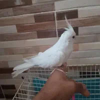 عروس هلندی آلبینو