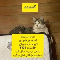 گمشده