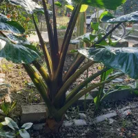 گل بابا آدم|گل و گیاه طبیعی|کیاکلا, |دیوار