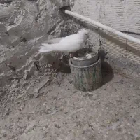 کفتر یا پرنده|پرنده|ساوه, |دیوار