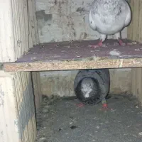 سلام سار هفت رنگ نر سار سرور پر خال نر آس درجه یک