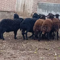 فروش گوسفند نر