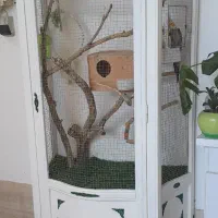 طوطی عروس هلندی با قفس بزرگ