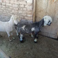 میش بره دار بره کهره کشتی بره ماده