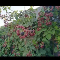 بوته تمشک بدون خار گلدانی نایلکسی