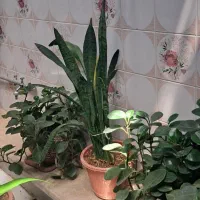 تعدادی گل طبیعی