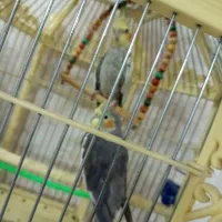 جفت عروس هلندی