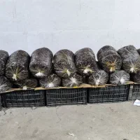 فروش خرمایی پلاستیکی مرداسنگ|خوردنی و آشامیدنی|توکهور, |دیوار