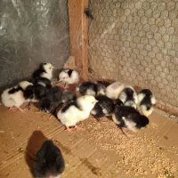 جوجه گلین لری پنگوئنی