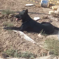 سگ ماده بلک|سگ|جوادآباد, |دیوار