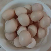 تخم مرغ محلی