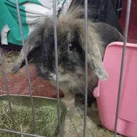 خرگوش لوپ ماده|موش و خرگوش|بندر دیر, |دیوار