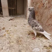 ساده شیرازی. قره دم سفید