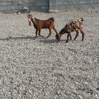 فروش کهره ماده .بزباکهره نر .