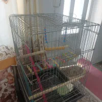 قفس پرنده عروس هلندی کاسکو و غیره