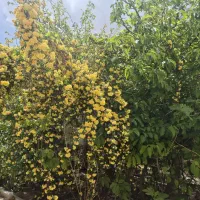 یک-خانه-250متری-به-همراه-یک-مغازه-60متری