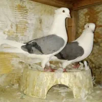 همه مهذ و سلامت