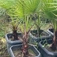 ‌پالم واشنگتن ( حراج)|خدمات باغبانی و درختکاری|سلمان‌شهر, |دیوار