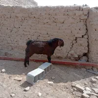 کهره نر|حیوانات مزرعه|نیمروز, |دیوار