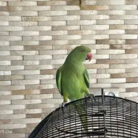 طوطی ملنگون نر