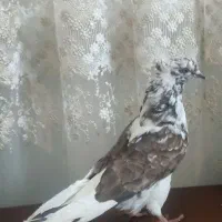 کبوتر تار شده