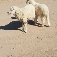 جفت بره نر ماده دورگ مناسب