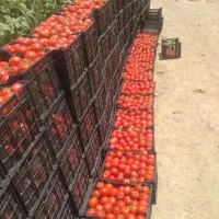 گوجه رب، بایقوت ملکان