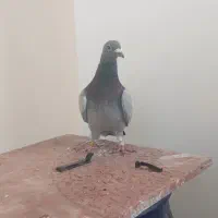 صید راهکش مسیر ابی بیگلو