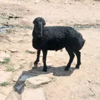 یدونه بره نر گم شده